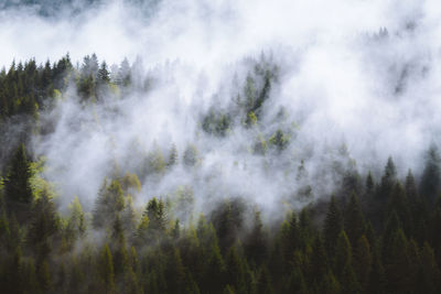 Panoramic view of pine trees against sky