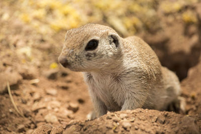 Close-up of a rabbit on field