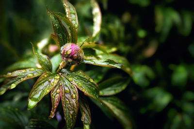 Close-up of flowering plant