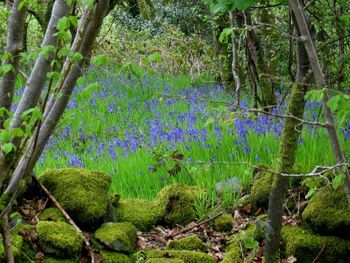 Trees growing in forest