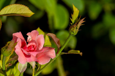 Close-up of pink rose