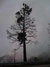 Bare trees against sky