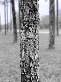 Close-up of bare tree on field