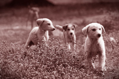 Dog on riverbank