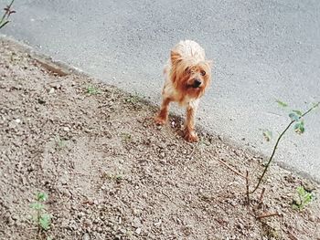 High angle view of dog on road