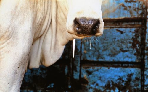 Close-up of horse