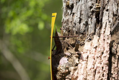 Close-up of butterfly on tree trunk