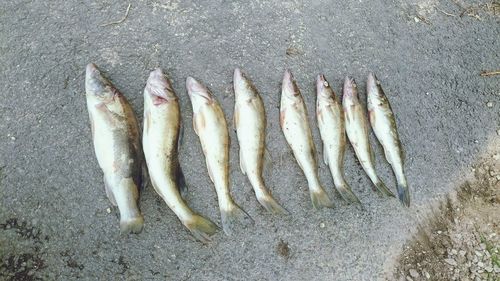 High angle view of dead fish on road