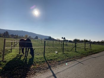 Scenic view of field against clear sky