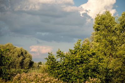 Scenic view of trees against sky