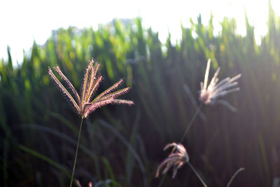 Close-up of stalks in field against sky