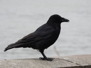 Bird perching on a wall