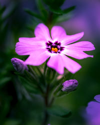 Close-up of purple flowering plant