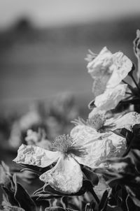 Close-up of wilted plant by sea