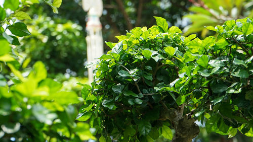Close-up of fresh green plant