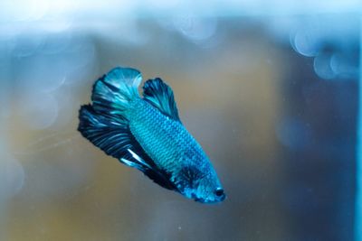 Close-up of bettafish