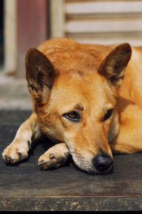 Close-up of a dog resting