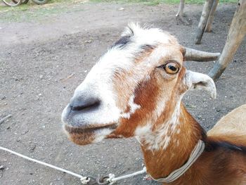 High angle view of goat on field