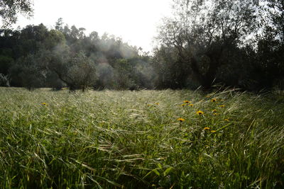 Scenic view of field against sky