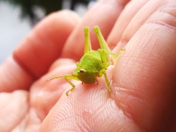 Close-up of hand holding small leaf