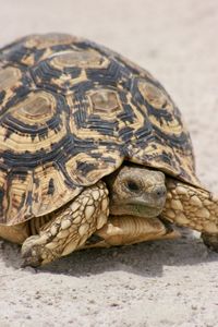 Head on portrait of wild leopard tortoise stigmochelys pardal is etosha national park, namibia.