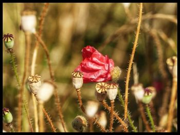 Close-up of red flowering plants