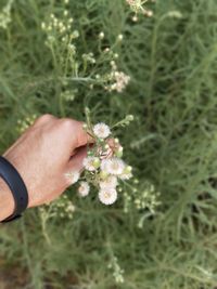 Close-up of hand holding flowers