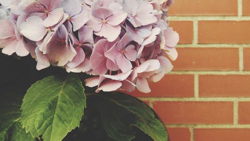 Close-up of pink flowers