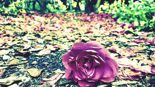 Close-up of roses