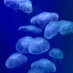 Close-up of jellyfish in aquarium