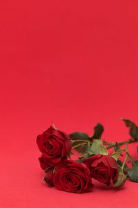 Close-up of roses against red background