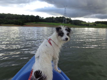 Dog on river against sky