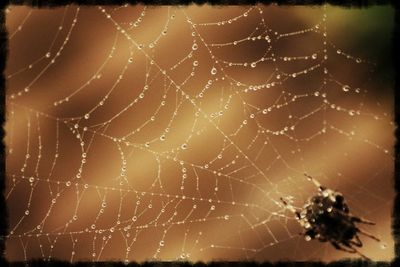 Close-up of water drops on spider web