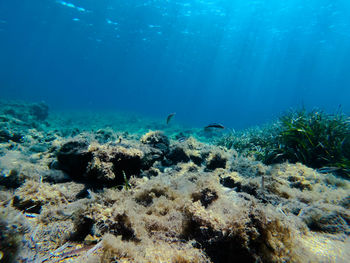 Fish swimming in sea