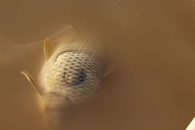 High angle view of turtle swimming in sea