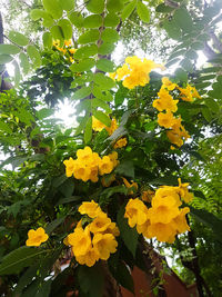 Low angle view of yellow flowering plants