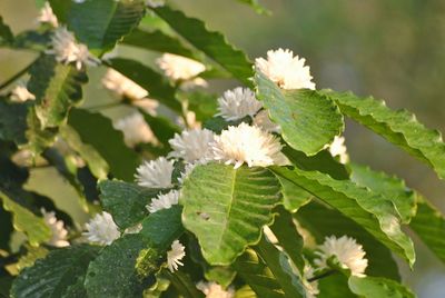 Close-up of flowers blooming outdoors