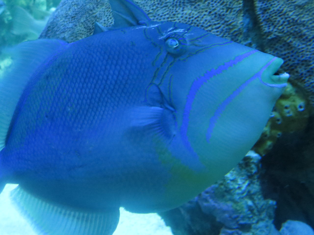 Blue tang fish