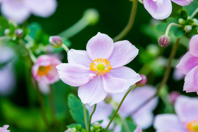 Close-up of pink flowering plant