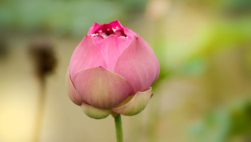 Close-up of pink lotus water lily