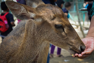 Close-up of hand feeding food to animal