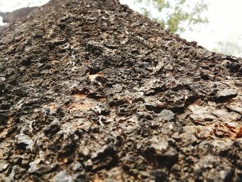 Close-up of lizard on tree trunk