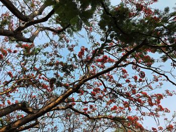 Low angle view of flowering tree against sky