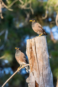 Close-up of bird perching on tree