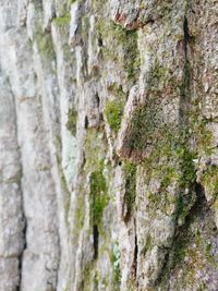 Close-up of moss on tree trunk