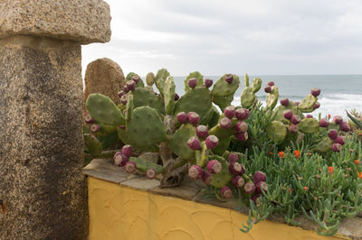 Close-up of succulent plant by sea against sky