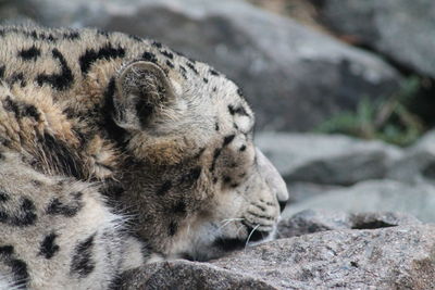 Portrait of a snow leopard relaxing on rock