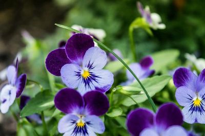 Close-up of purple flowers