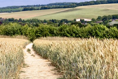 Scenic view of agricultural field