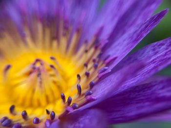 Close-up of purple flower